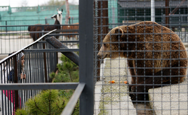 «Человек-лев» против крымских чиновников. Почему закрыли зоопарк под Белогорском