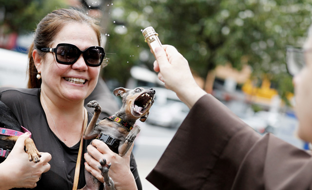 Фото дня: в Бразилии священник благословляет домашних животных