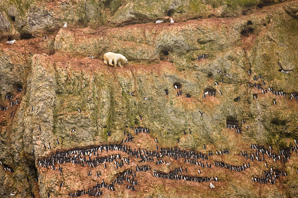 Дженни И. Росс, США Молодой белый медведь взбирается на скалы над океаном на Оранских островах, на севере Новой Земли, безуспешно пытаясь найти яйца в гнездах толстоклювой кайры. Из-за таяния морского льда белые медведи оказываются прикованными к одному и тому же месту и не могут охотиться на свою обычную пищу – тюленей, что делает их уязвимыми к последствиям потепления климата.  Новая Земля, Россия, 30 июля