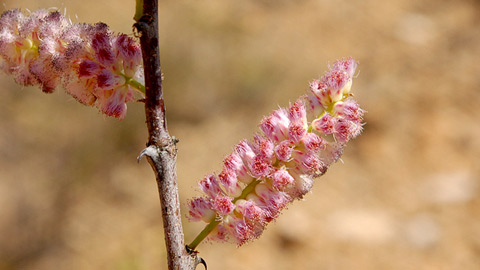В Эфиопии обнаружен огромный лес из нового вида деревьев