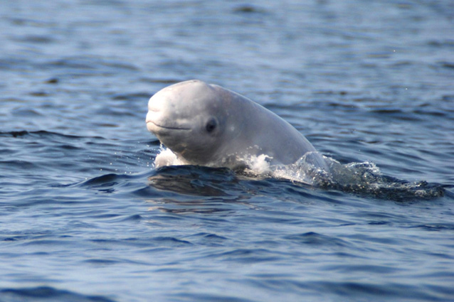 Фото: программа «Белуха - белый кит»
