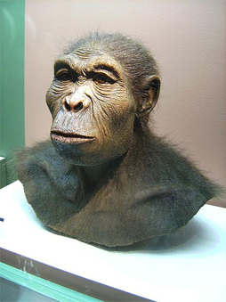 Человек умелый, Homo habilis — самый древний и примитивный представитель рода Homo