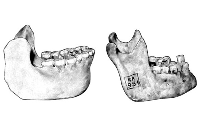 Слева — нижняя челюсть неандертальца. Обратите внимание на «ретромолярное пространство» — промежуток между третьим коренным зубом и восходящей ветвью челюсти. Справа — нижняя челюсть современного человека