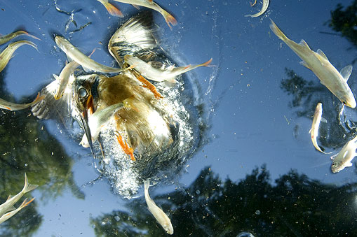 Джо Питерсбургер (Joe Petersburger), Венгрия, National Geographic Image Collection. Зимородок на охоте. Венгрия