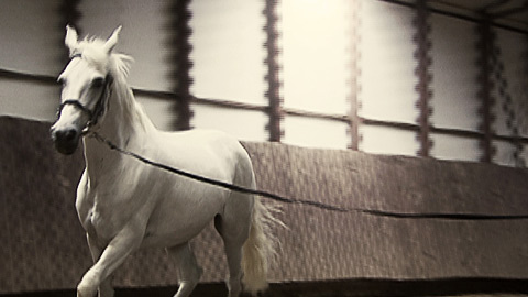 Юлия Латынина выпускает сериал про то, как государство отбирает бизнес