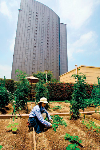 Каждый год между горожанами разыгрываются в лотерее двадцать участков земли под огороды на крыше Parks Tower в центре Осаки. 