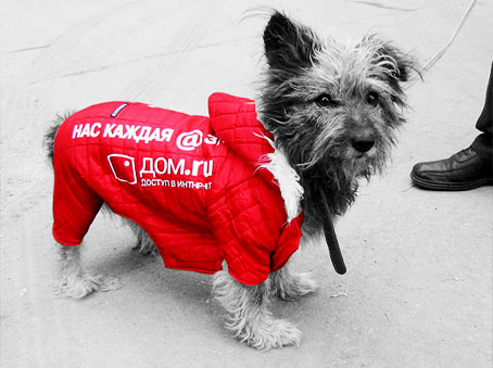 Фото: www.promo-dog.nm.ru