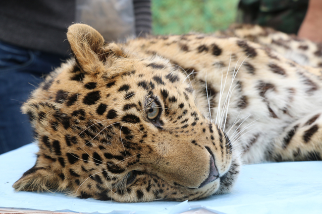  Фото: ФГБУ «Земля леопарда»