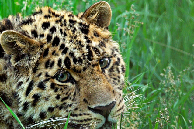 Фото: АНО «Дальневосточные леопарды»