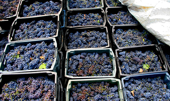 Виноград мы собираем только вручную, очень бережно, чтобы не повредить кожицу. Собранные гроздья тут же отправляют на винодельню. 