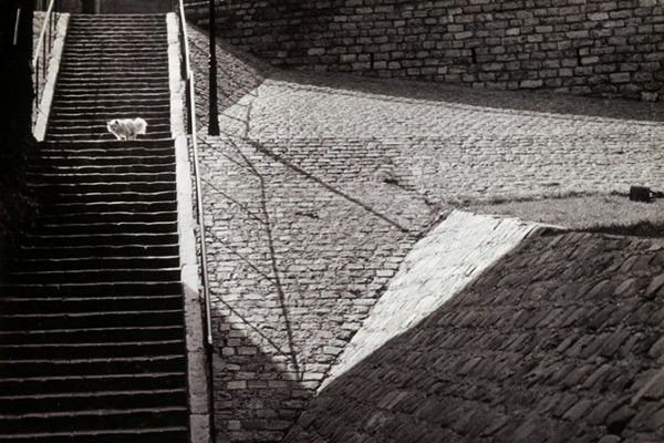 Брассай. «Собака на лестнице», 1932