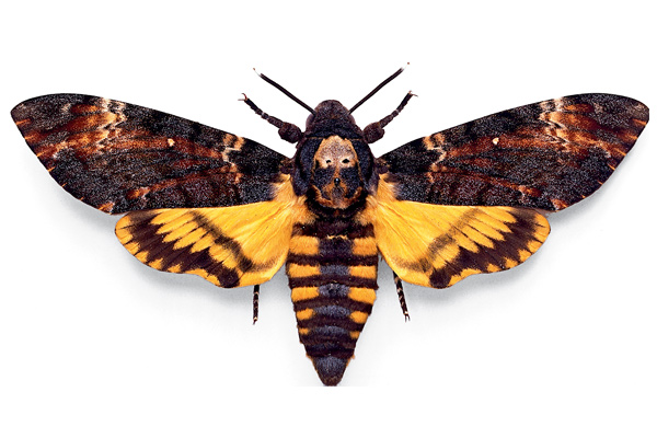 Lepidoptera Linnaeus