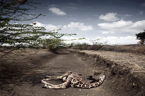 Стефано Де Луиджи (Stefano De Luigi), Италия, VII Network для Le Monde Magazine. Жираф, погибший в засуху. Северо-восток Кении, сентябрь
