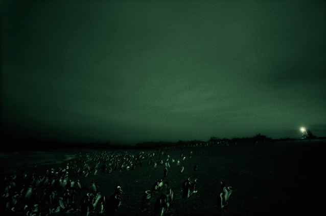 Филипп Паррено. «Разговаривая с пингвинами», 2007 год