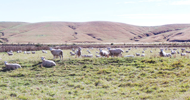 Везде пасутся овцы. Новозеландцы не строят хлевов для животных: все время довольно комфортная температура, и укрывать скот от непогоды не нужно