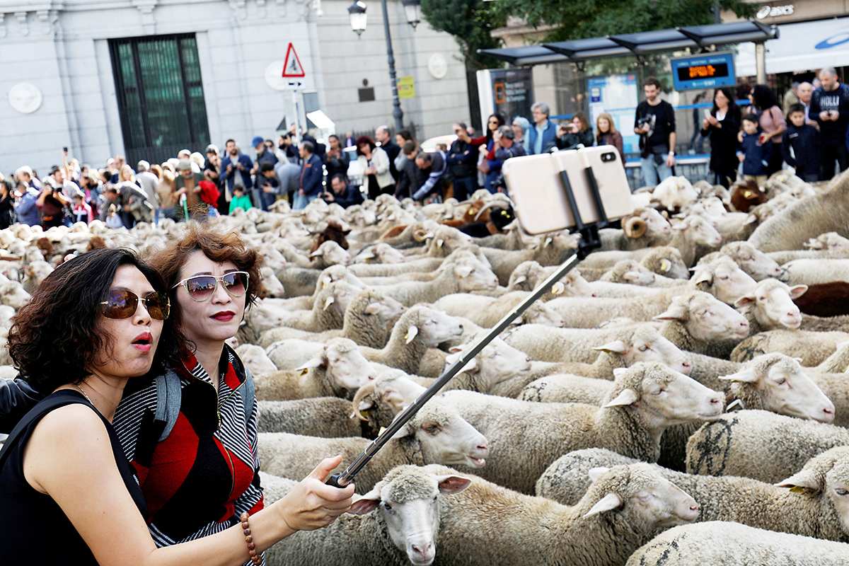 Парад овец в Испании
