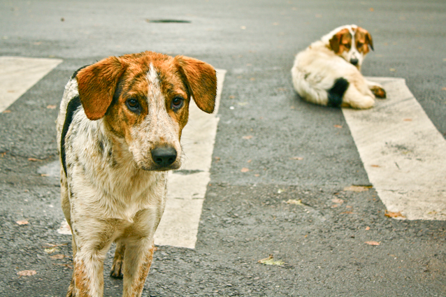 Вам угрожает стая бродячих собак — что делать? 7 советов кинолога — Сноб