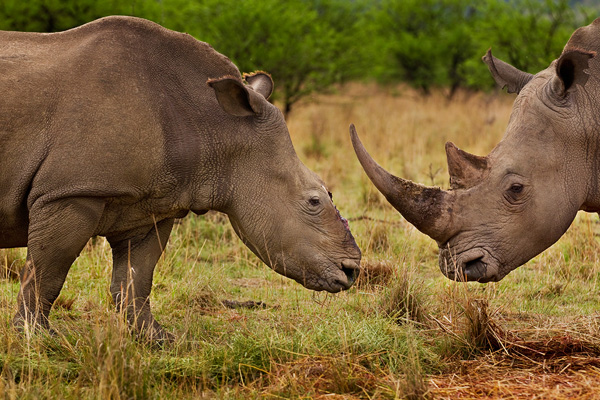Брент Стёртон, Южная Африка, Reportage by Getty Images для журнала National Geographic Самка носорога, которая выжила после того, как 5 месяцев назад браконьеры отпилили ей рог и часть черепа цепной пилой. В последствии, самец носорога взял ее под свою защиту. На международном рынке рог носорога стоит дороже, чем золото и приемущественно используется как лекарство. Спрос на него резко возрос, поскольку верхушка возникшего в Азии среднего класса может позволить себе этот дорогой продукт, ранее доступный только самым богатым. Только в Южной Африке в 2011 году браконьерами было убито более 400 носорогов.  “Войны носорогов”, частный заповедник Тугела, Натал, Южная Африка, 9 ноября