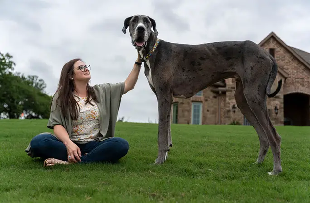 Самая высокая в мире собака умерла в возрасте трех лет — Сноб