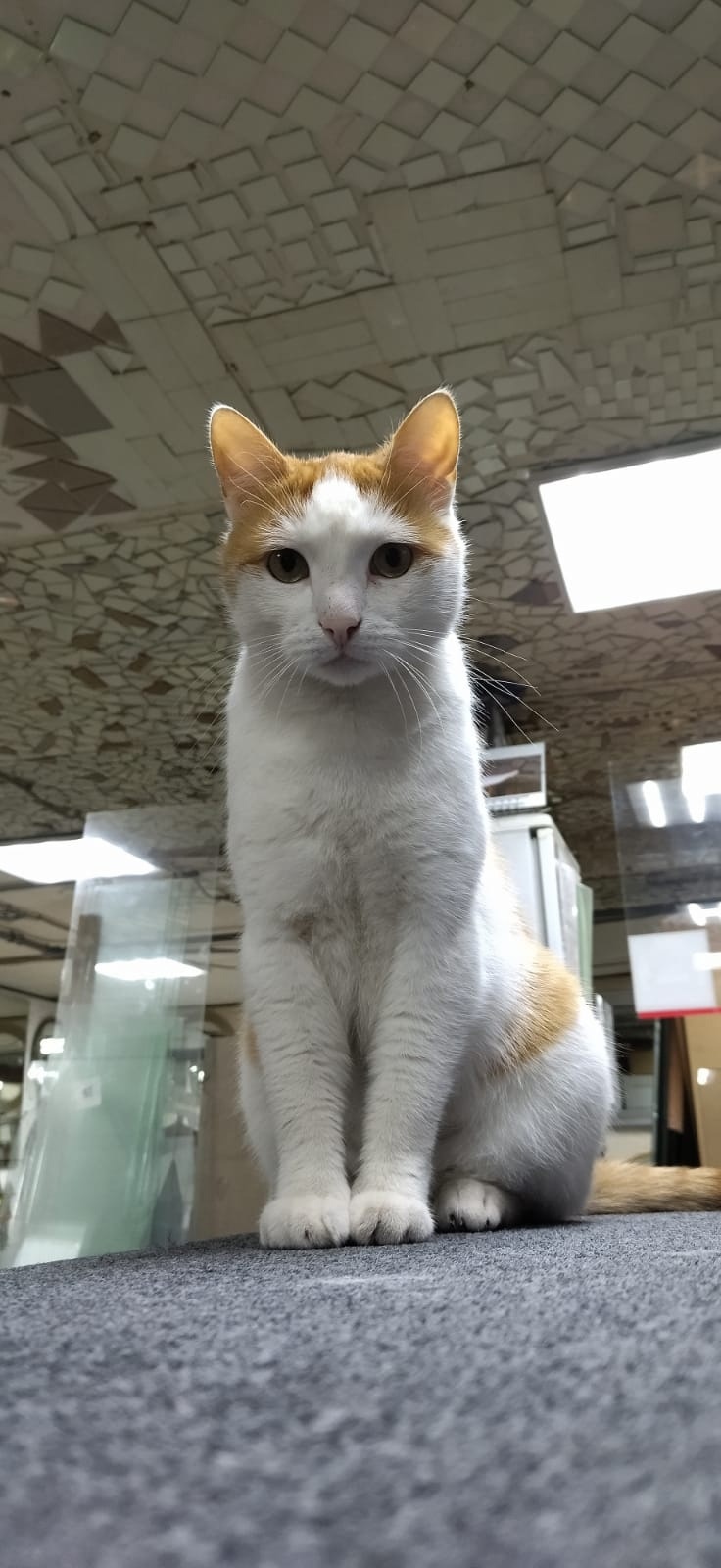 Кота-старожила украли из зоомагазина в Ленинградской области — Сноб