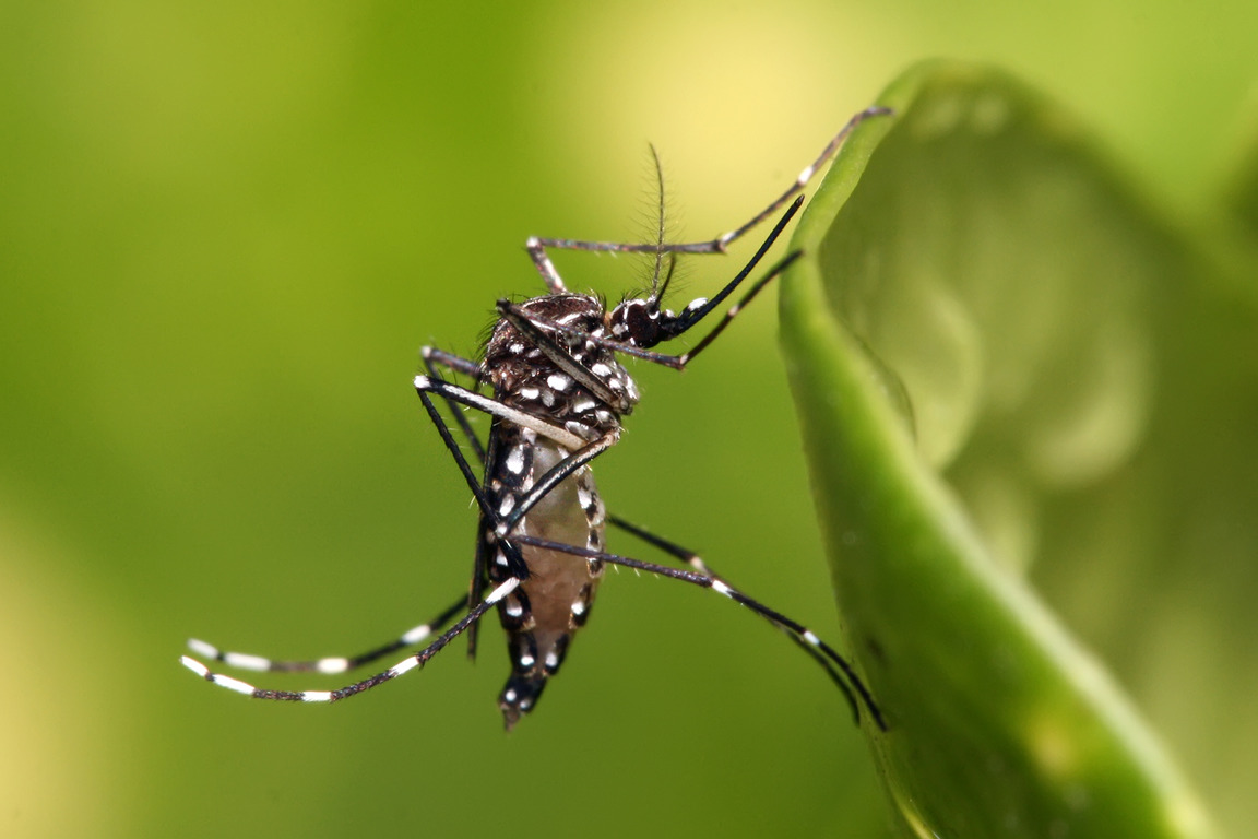 Global Spread of Dengue Fever and Its Impact on Public Health: Expert Warns of Rising Mortality Rates