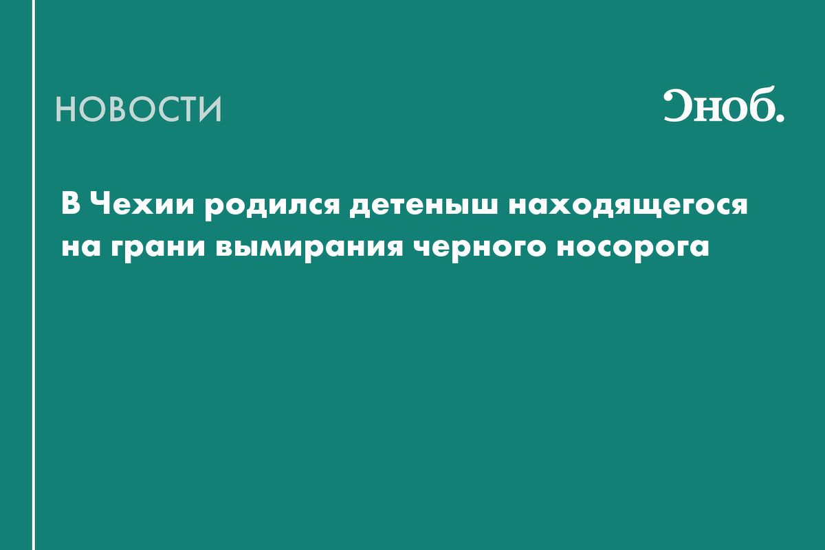 В Чехии родился детеныш находящегося на грани вымирания черного носорога —  Сноб