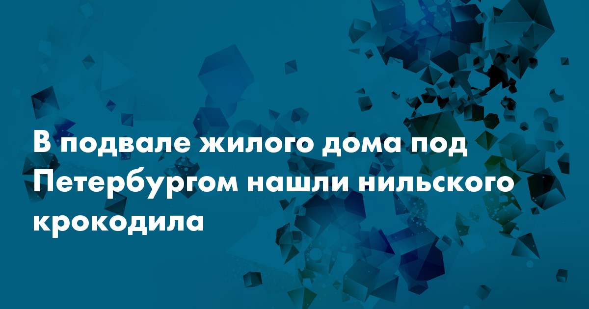 В подвале жилого дома под Петербургом нашли нильского крокодила
