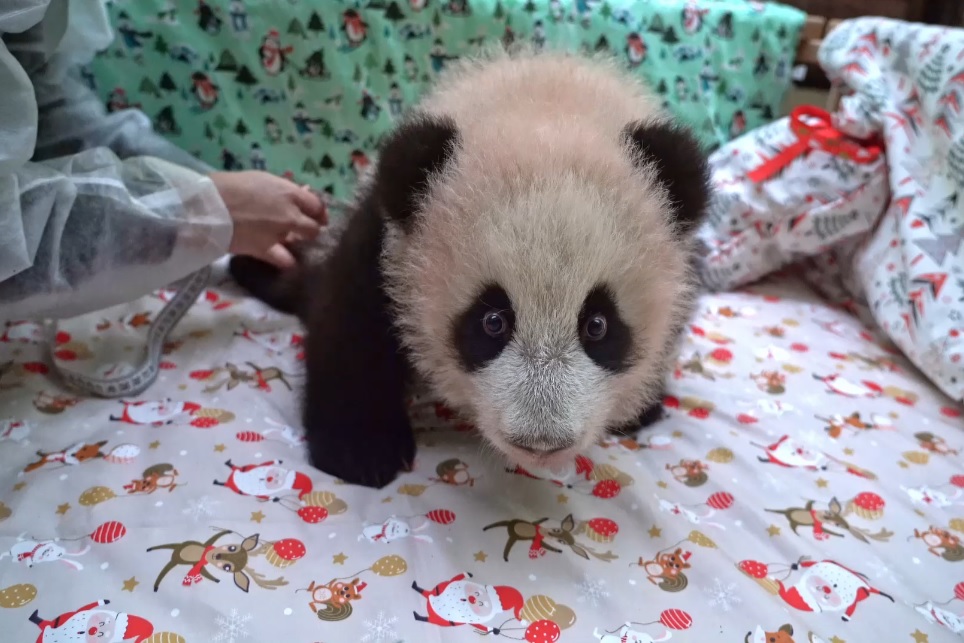 380 тысяч человек помогли выбрать имя для детеныша панды из Московского  зоопарка — Сноб