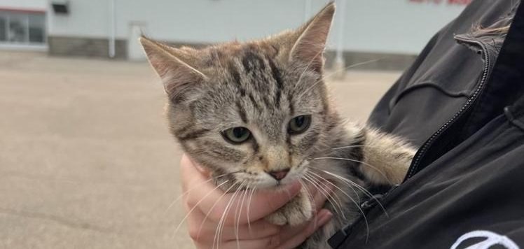 Реакция водителей