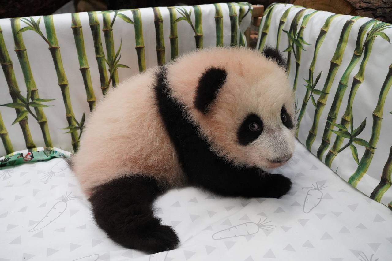 Маленькая панда из Московского зоопарка сделала первые шаги — Сноб