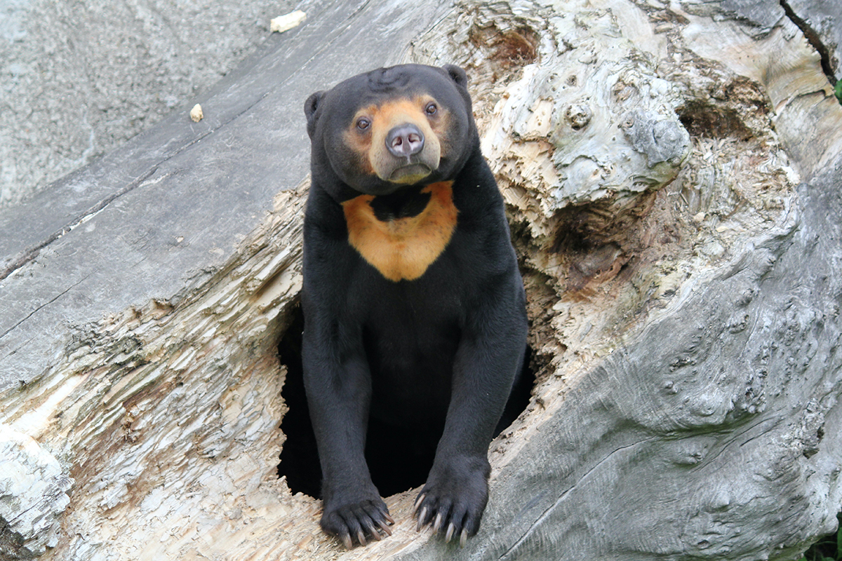 Китайский зоопарк обвинили в подмене медведей людьми в костюмах — Сноб