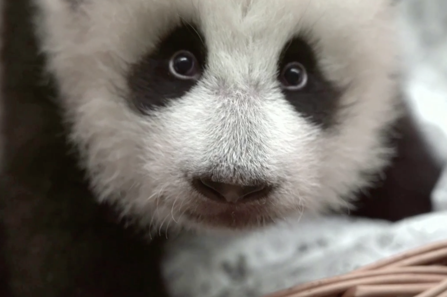 Москвичи выберут имя детенышу панды из столичного зоопарка — Сноб