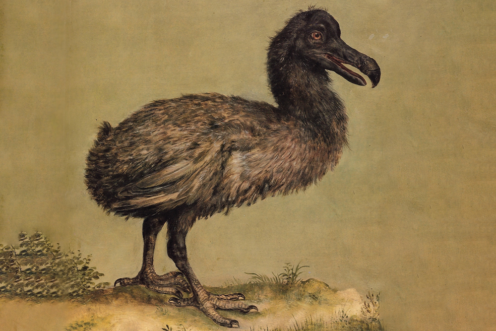 Стартап в США планирует воскресить птицу додо